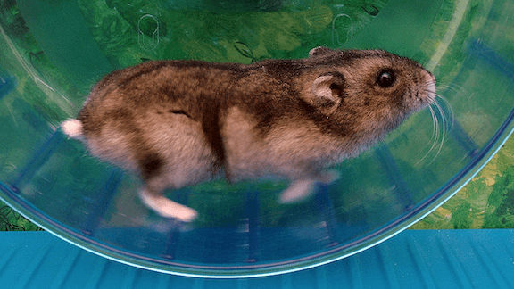 Hamster running in a hamster ball