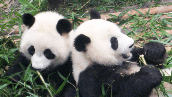Two pandas eating