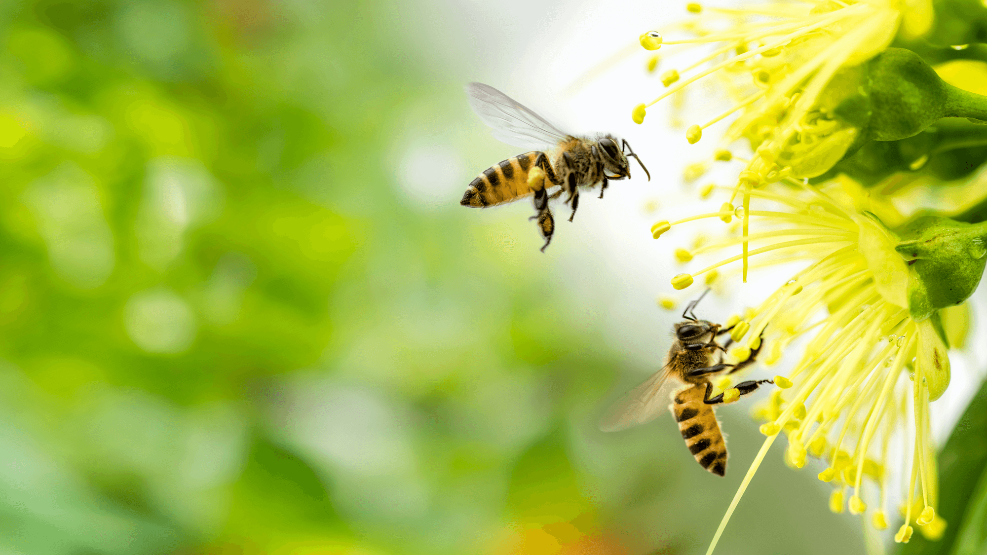 Bees pollinating flowers