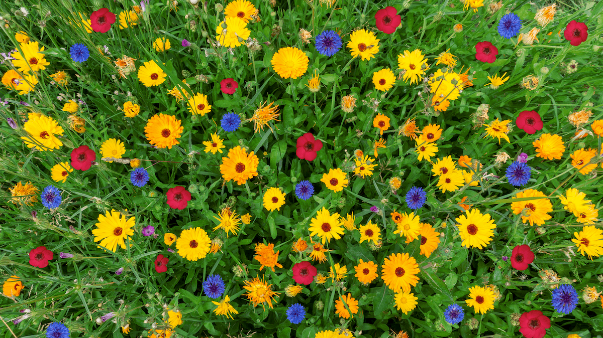 Colorful flower meadow