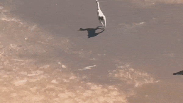 Runaway LLaMA: How Meta's LLaMA NLP model leaked