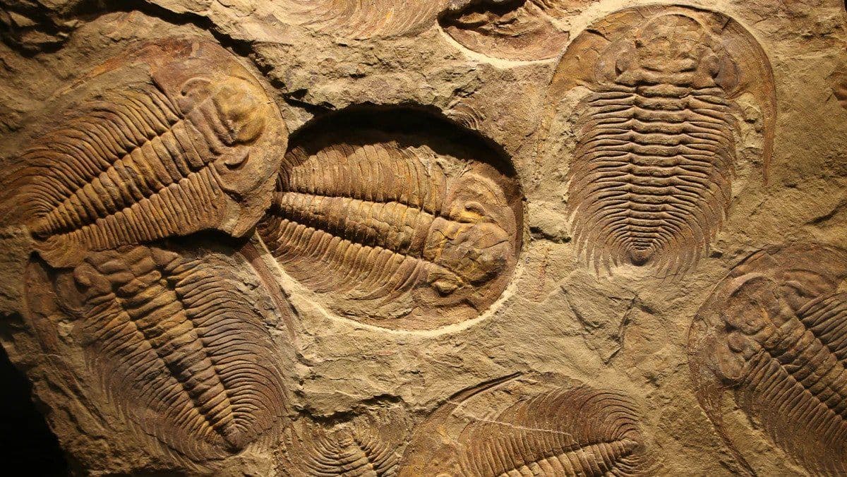 Bengio, Too, is Anxious About AI; LAION Tests Copyright Law; Abu Dhabi Develops Top Model; Optimizing Matrix Multiplication