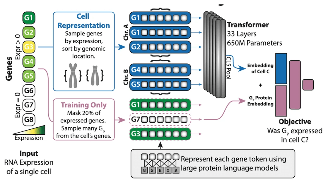 Cross-Species Cell Embeddings: AI enhances cell type discovery, identifies previously elusive “Norn cells”