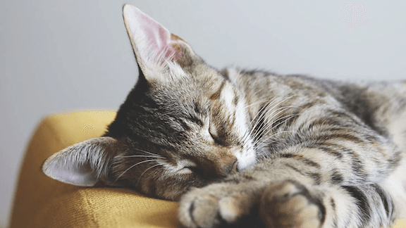The Power of Sleep