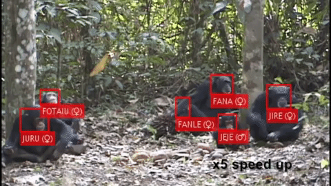 Chimp Recognition