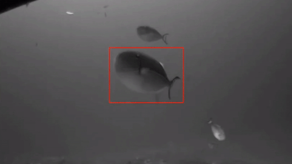 Fish Recognition