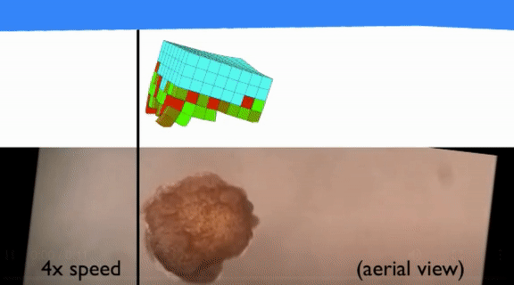 Virtual Creatures Come to Life: Researchers programmed AI to design living machines