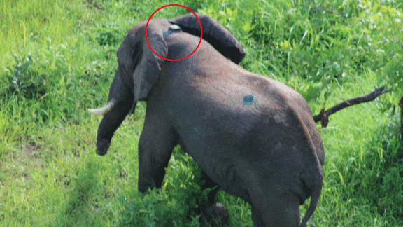 Algorithms For Elephants: How AI tracking collars help protect endangered wildlife.