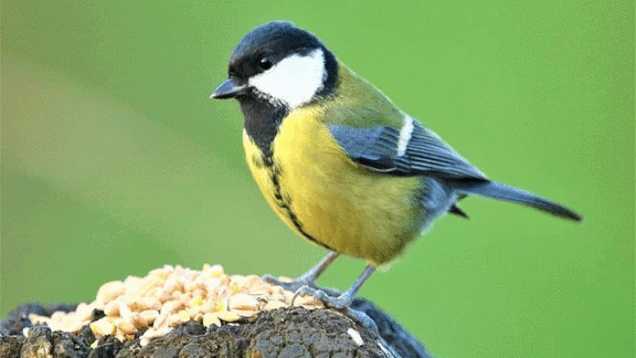 Birdwatching With AI: A computer vision system recognizes individual birds.
