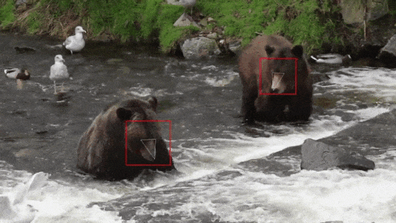 Caught Bearfaced: Face recognition for brown bears