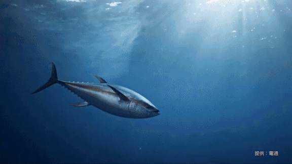 Grade-AI Sushi: How Tuna Scope assesses the quality of sushi-grade fish