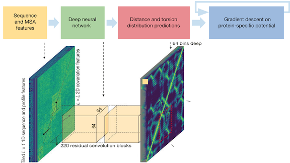 Protein Shapes Revealed: A summary of the AlphaFold research paper