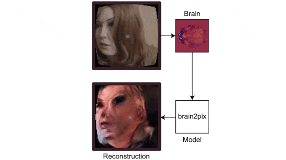 Deciphering The Brain’s Visual Signals: AI uses brain activity to create images.