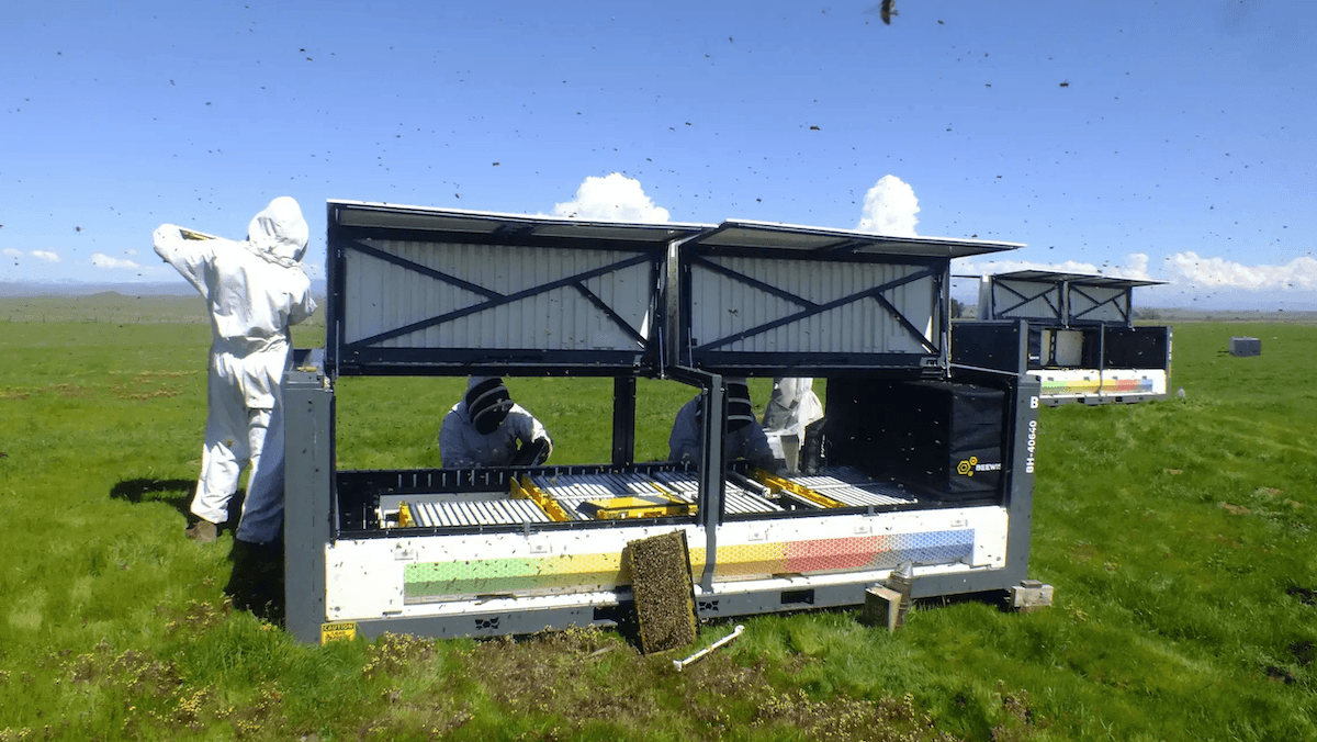 Robotic Beehive For Healthier Bees: Beewise’s robotic beehive uses AI to save pollinators.
