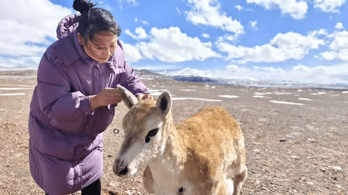 Robot Antelope Joins Herd: Chinese scientists disguise modified robot dog as antelope to study herd behavior