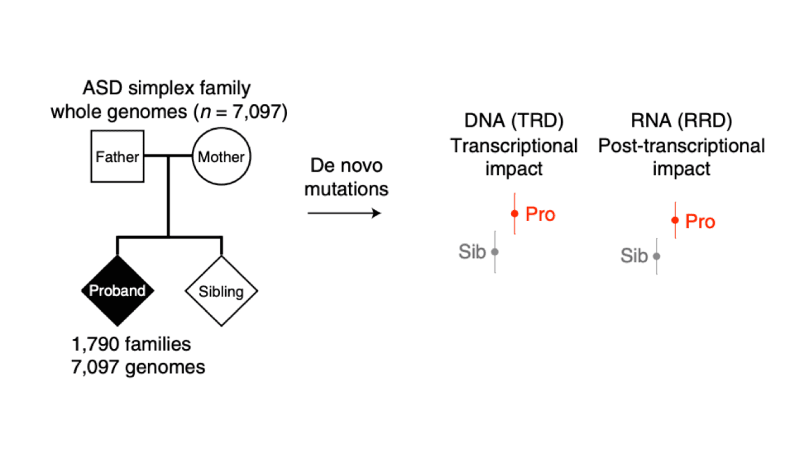 Probing Junk DNA