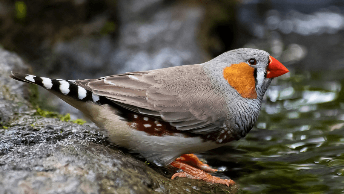 The Birds and the Buzz