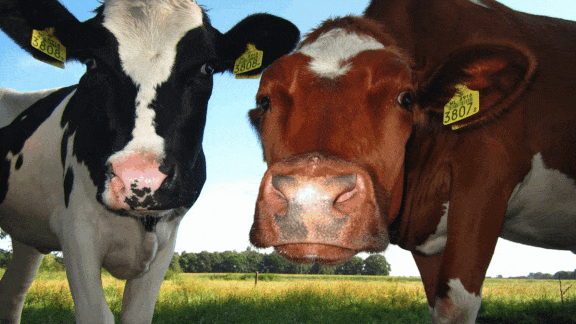 Got Model?: How NotMilk used AI to create its dairy-free milk recipe