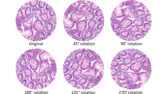 Seeing Straight at Any Rotation: Dense Steerable Filter CNN (DSF-CNN) identifies rotated images.