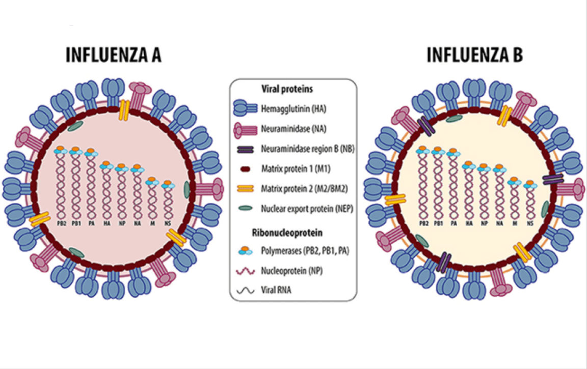 Automating Immunity