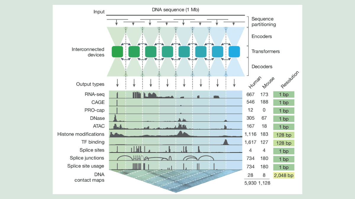 Dark DNA Unveiled: Google’s AlphaGenome interprets DNA that regulates genetic expression